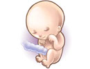 fetus_130x100 baby in womb